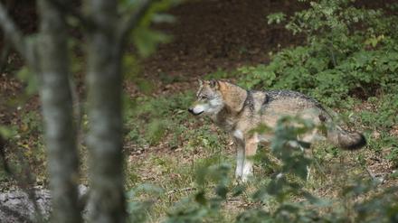 Die Chancen, Wölfe zu sehen, sind in Wildgehegen wie hier im Nationalpark Bayerischer Wald größer. 
